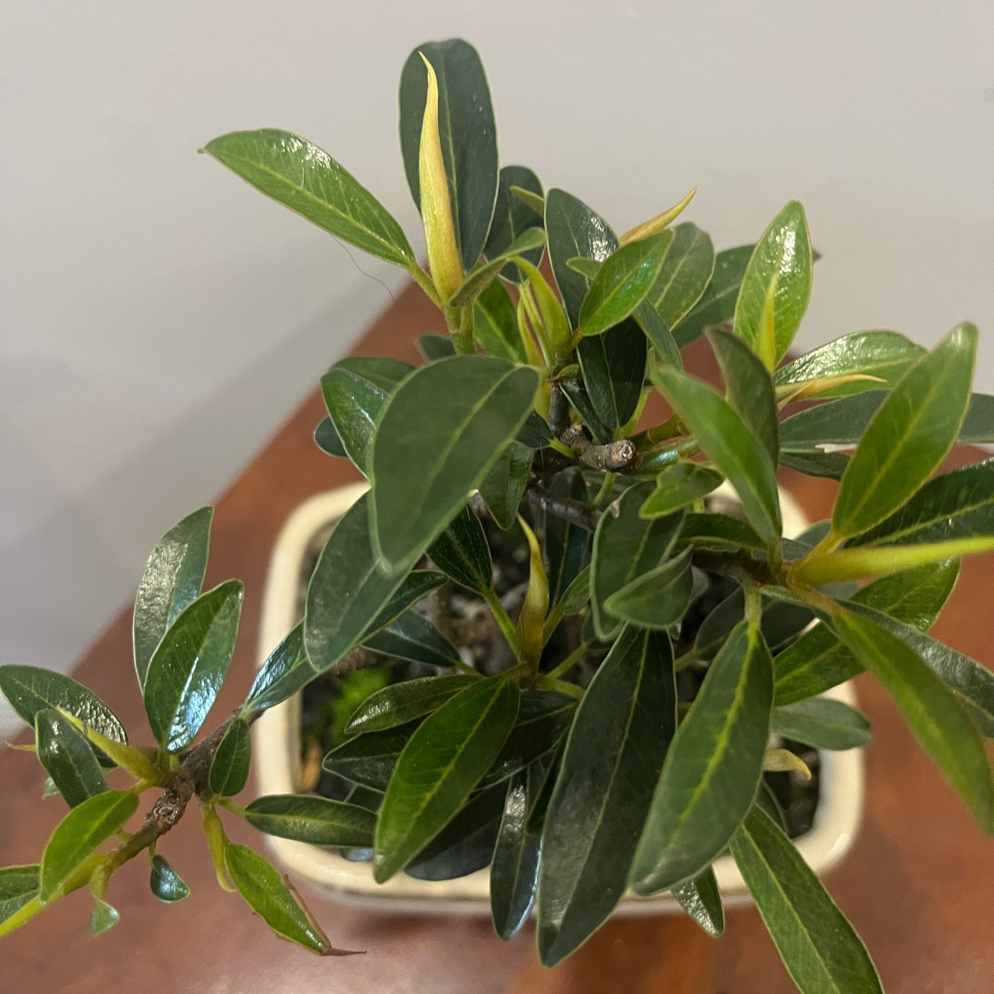 Small potted plant with green leaves on a neutral background