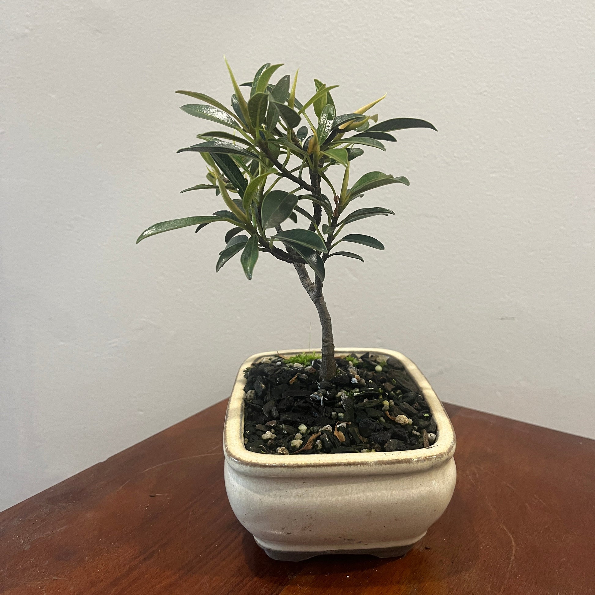 Small potted plant on a wooden surface with a plain background