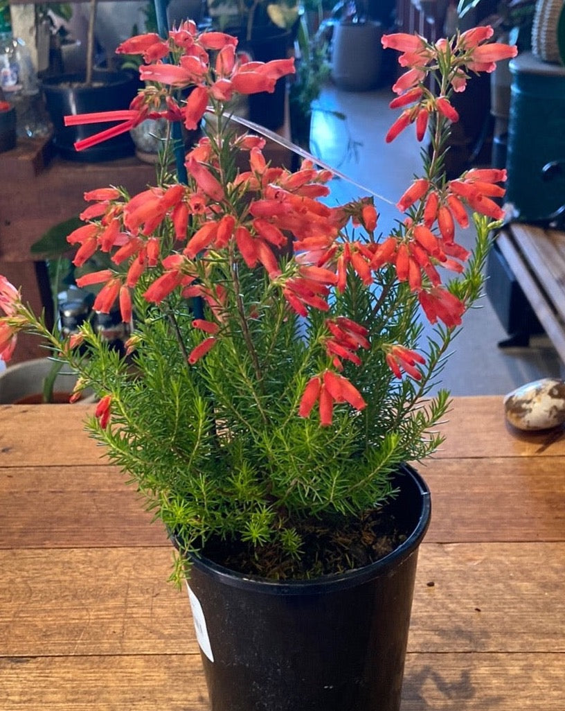 Erica oatesii Winter Fire