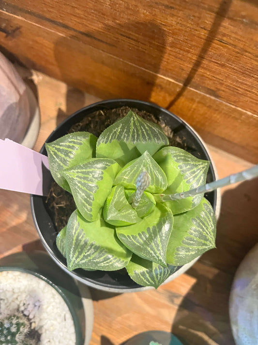 Haworthia retusa