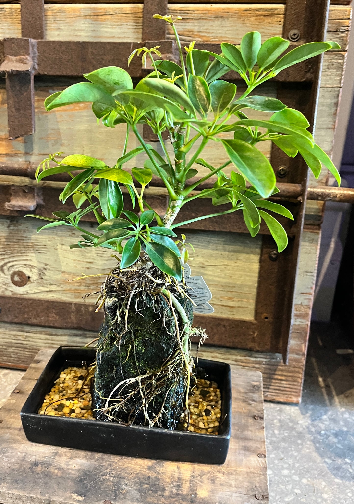 Life on the Rocks - Schefflera