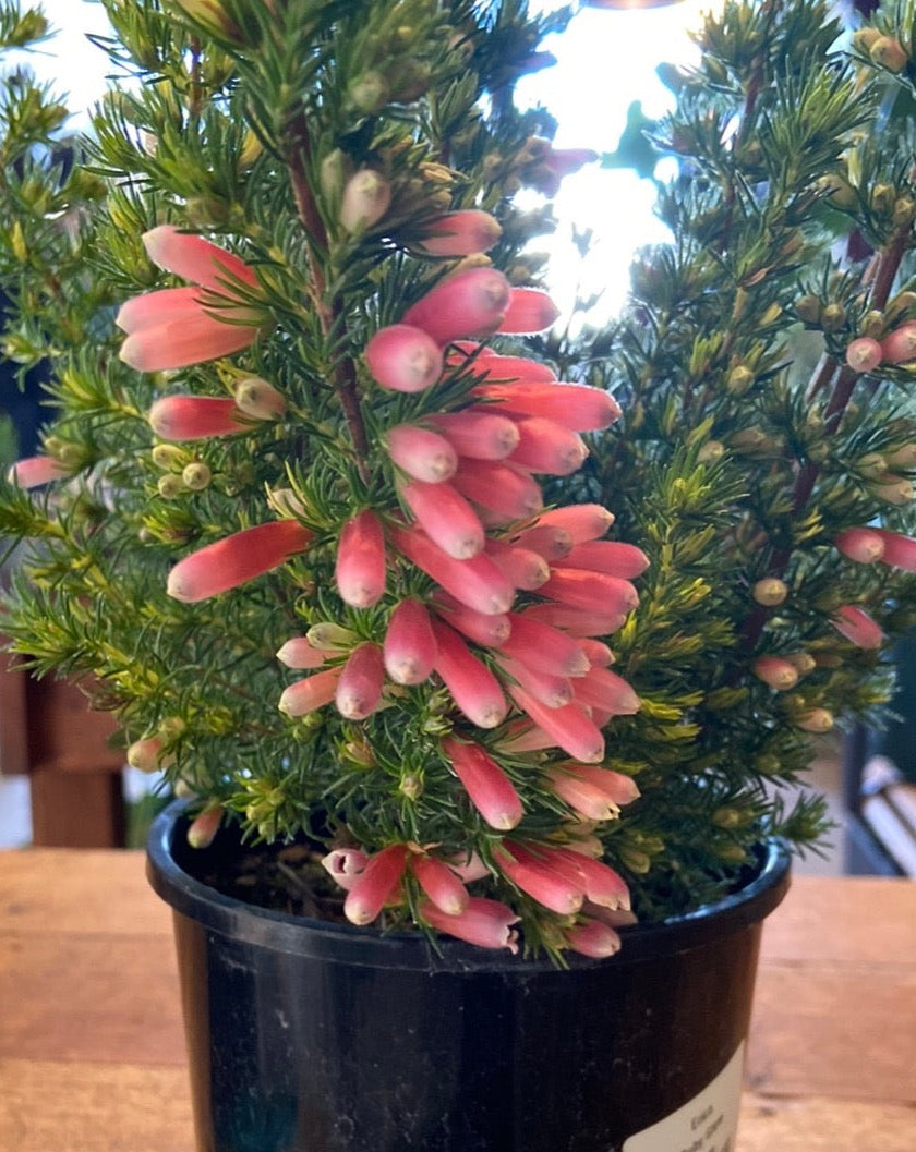 Erica carnea Ruby Glow