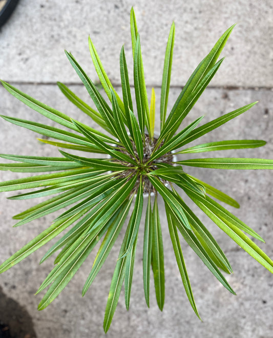 Pachypodium lamerei 'Madagascar Palm'