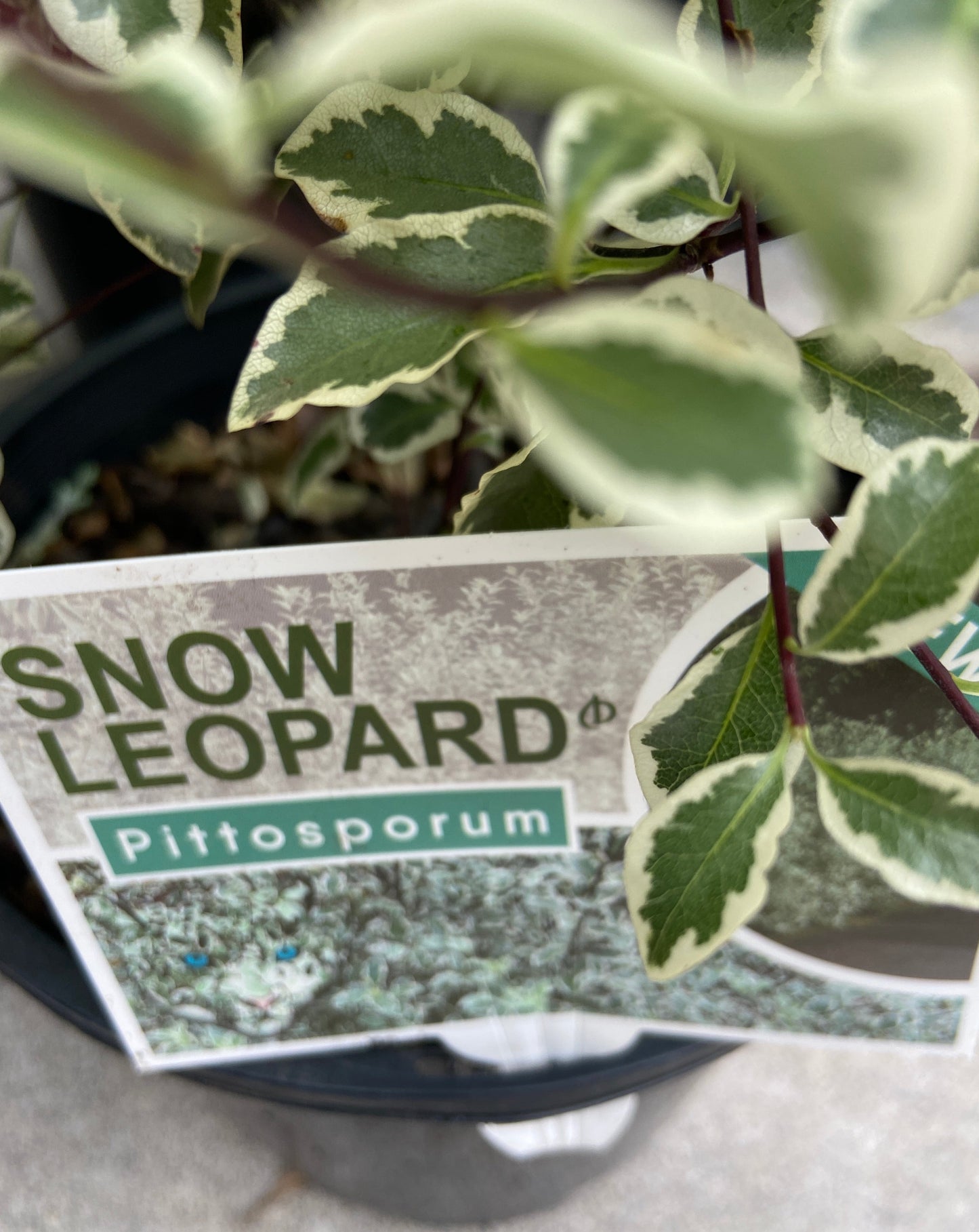 Pittosporum Snow Leopard (PBR)