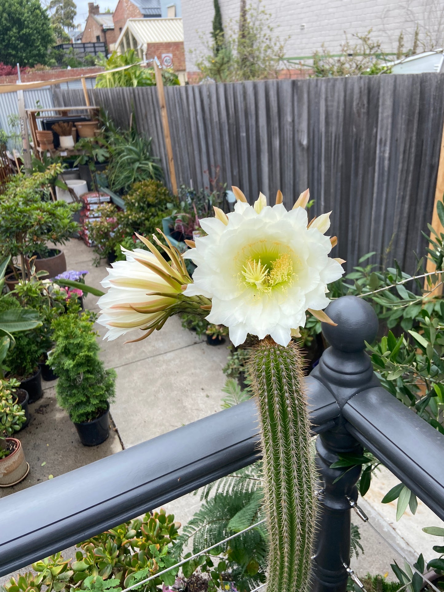 Golden Torch Cactus (Echinopsis spachiana)