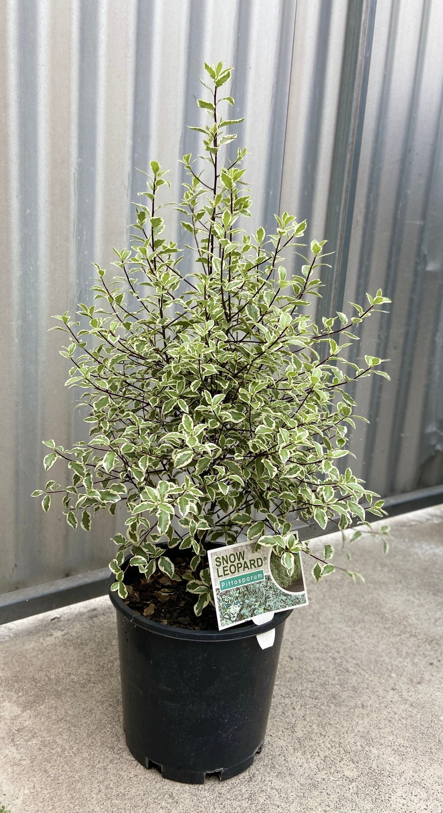 Pittosporum Snow Leopard (PBR)