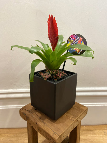 Plant + Pot Combo - Bromeliad + Fittonia