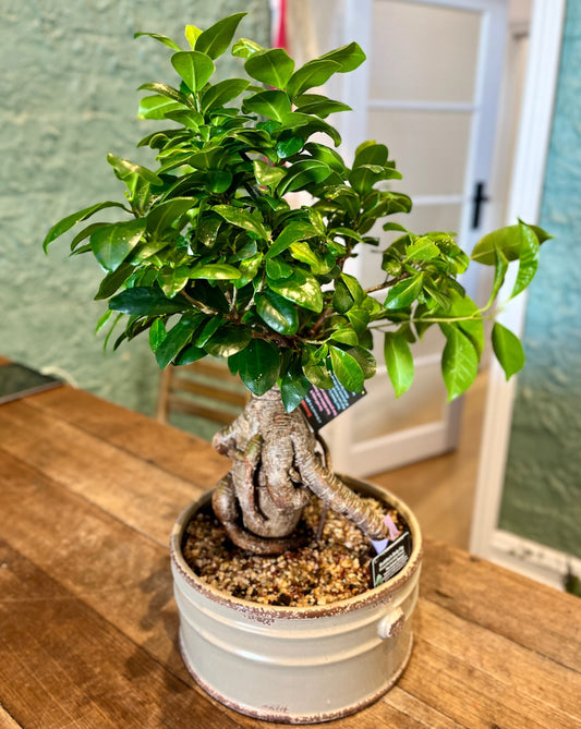 Buddha's Belly Fig Bonsai Ceramic ~ 21cm round pot