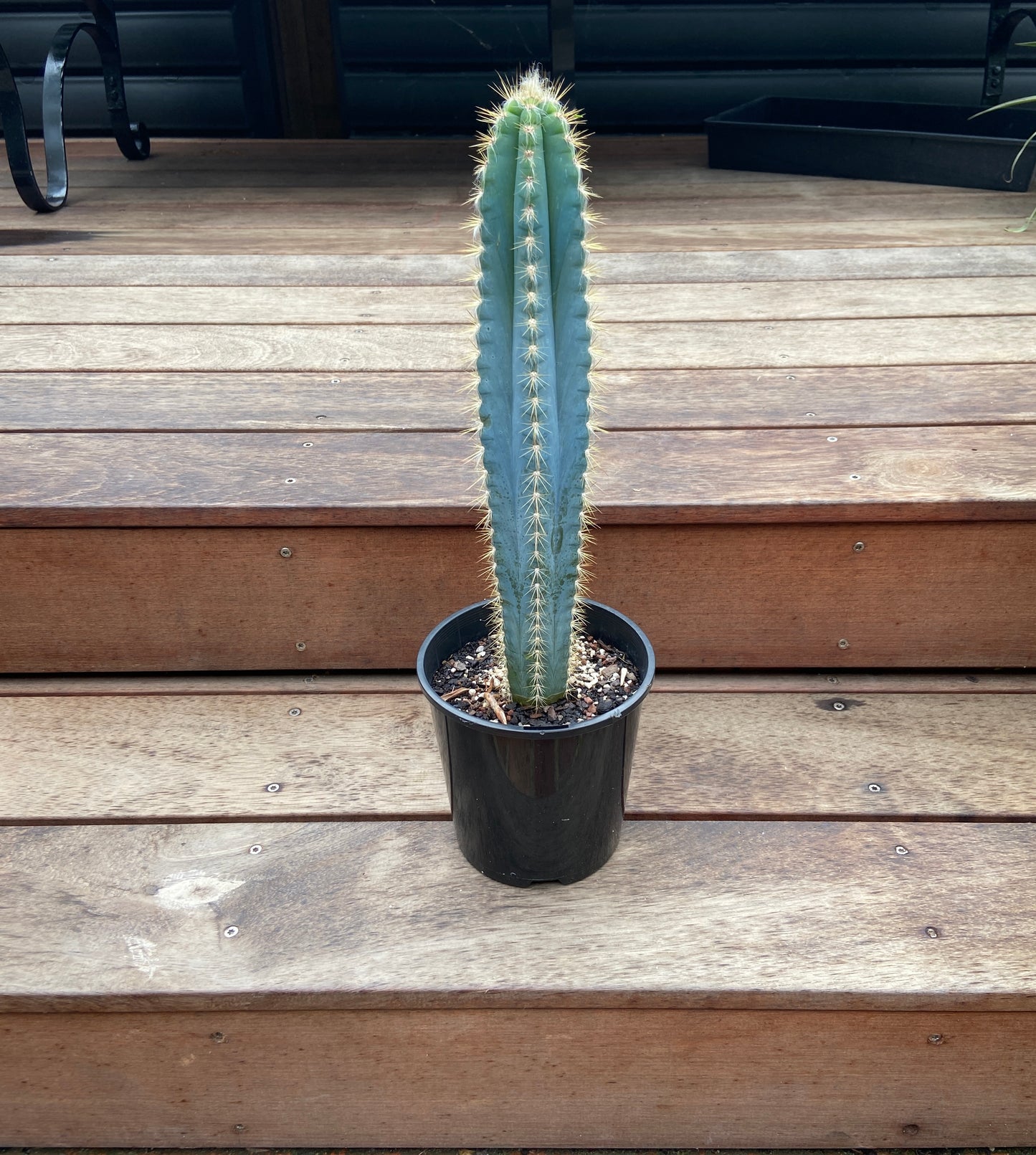 Blue Torch Cactus (Philocereus azureus)