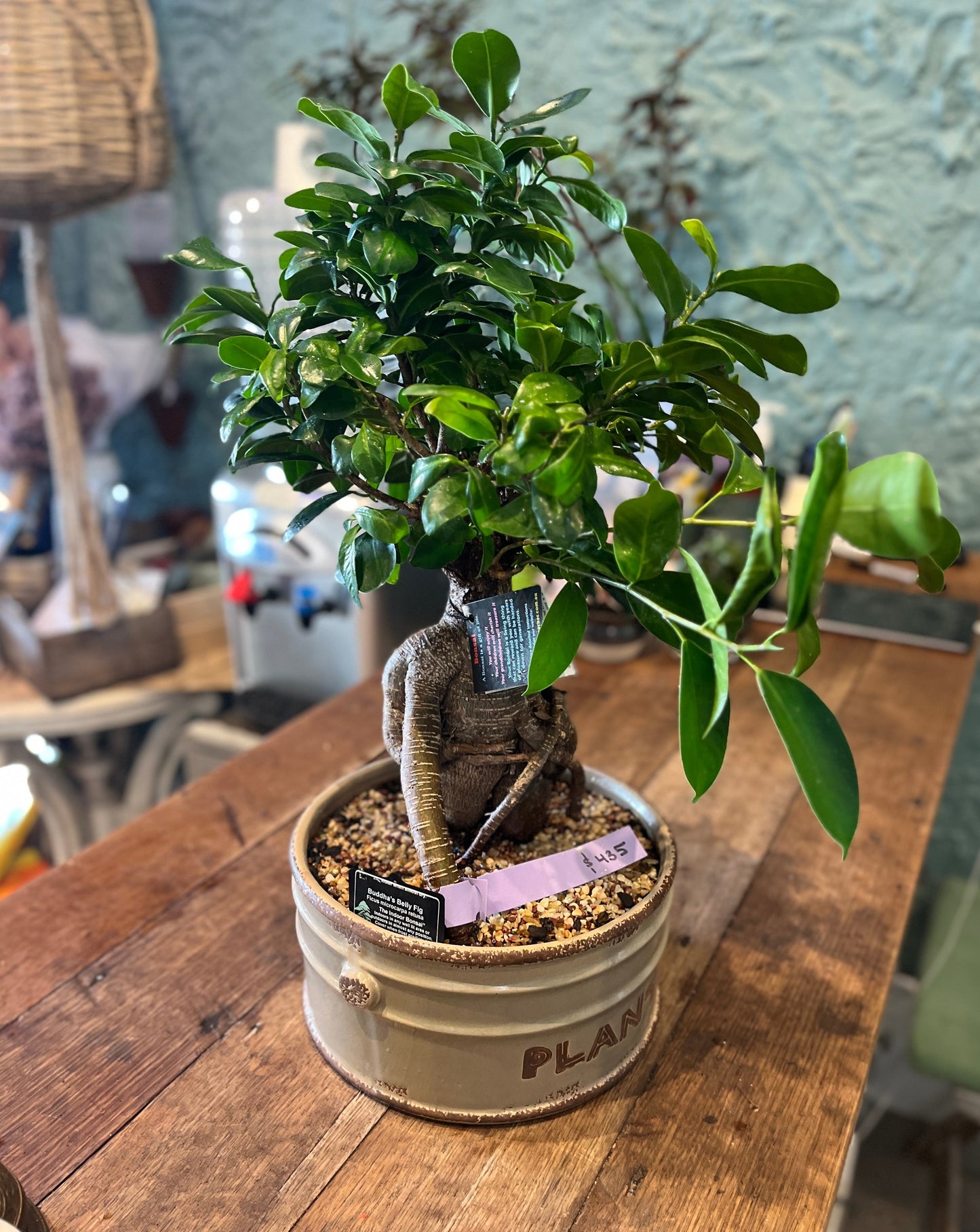 Buddha's Belly Fig Bonsai Ceramic ~ 21cm round pot