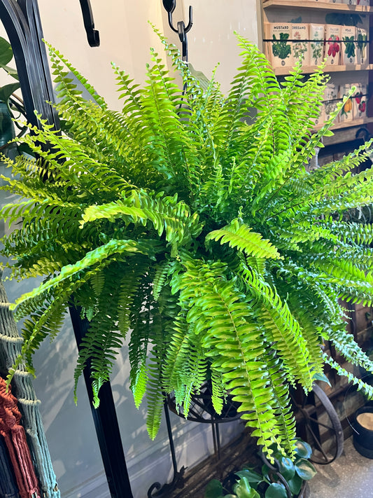 Blue Bell Boston Fern 27cm hanging basket