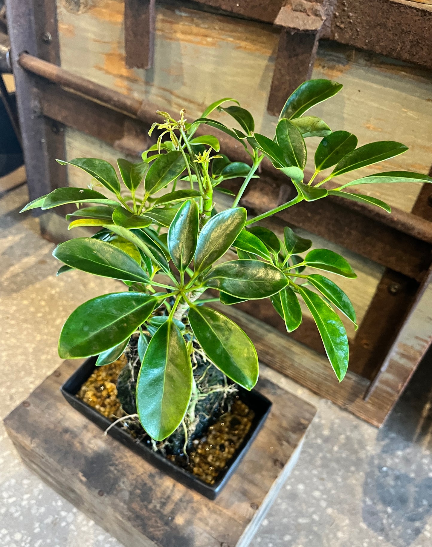 Life on the Rocks - Schefflera