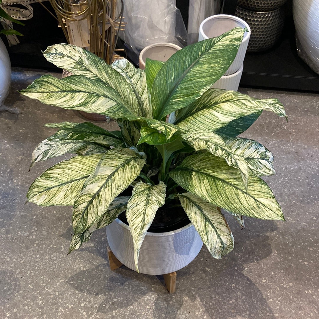 Spathiphyllum 'White Sensation' ~ Peace Lily