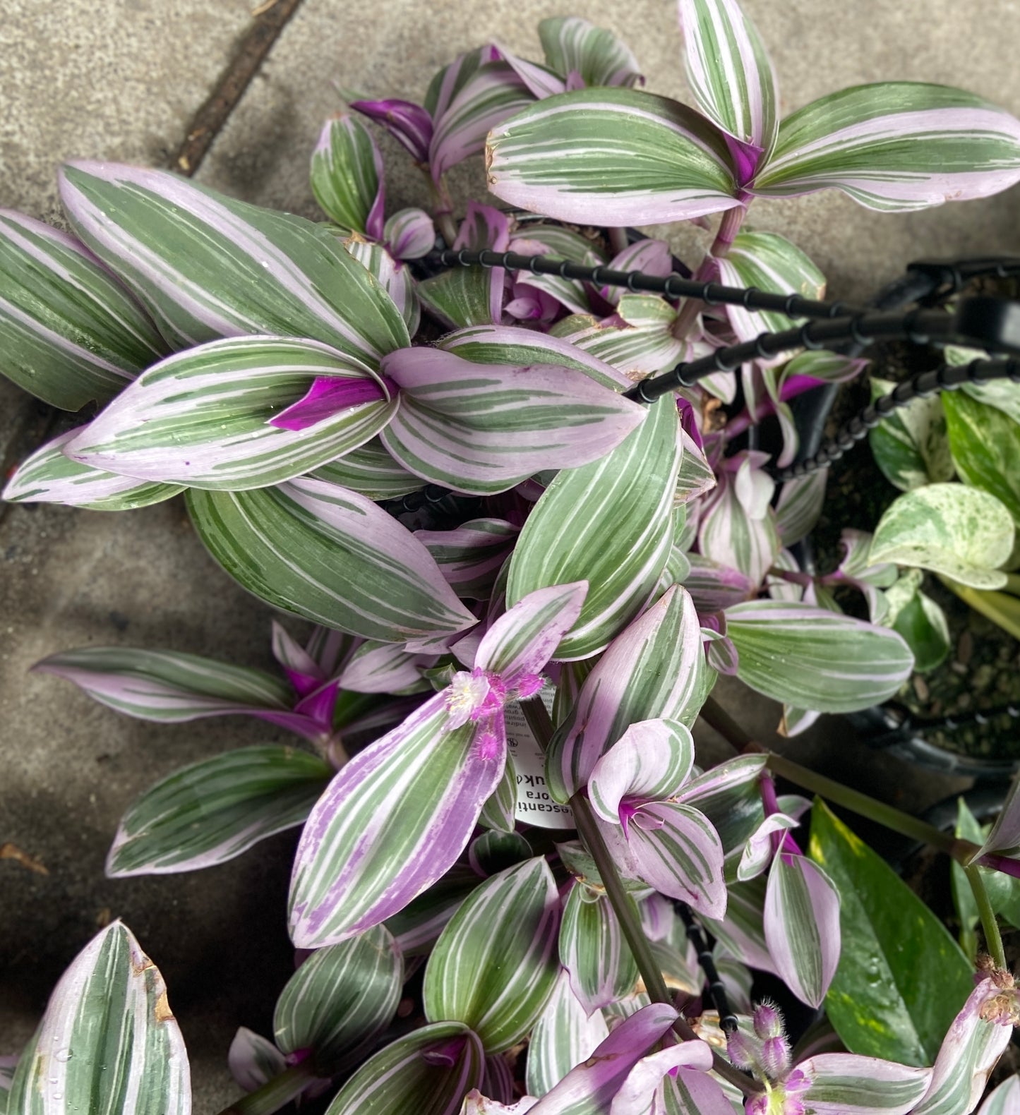 Tradescantia 'Nanouk'