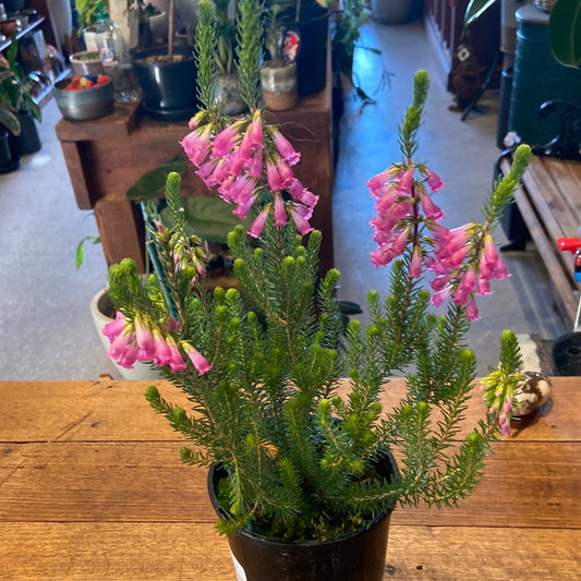 Erica hybrida Rhapsody