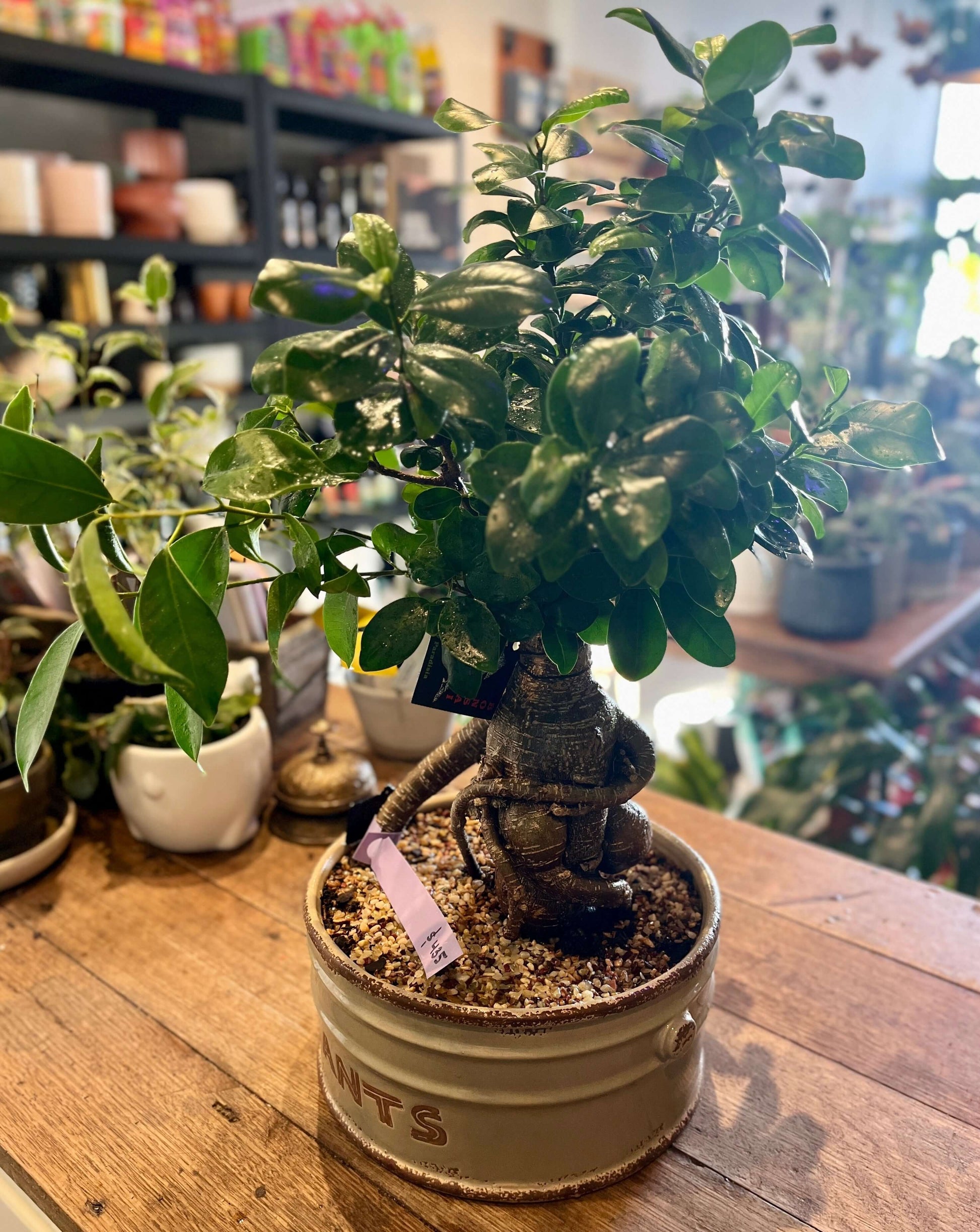 buddha belly bonsai tree Buddha's Belly Fig Bonsai Ceramic ~ 21cm round pot – Plantonica