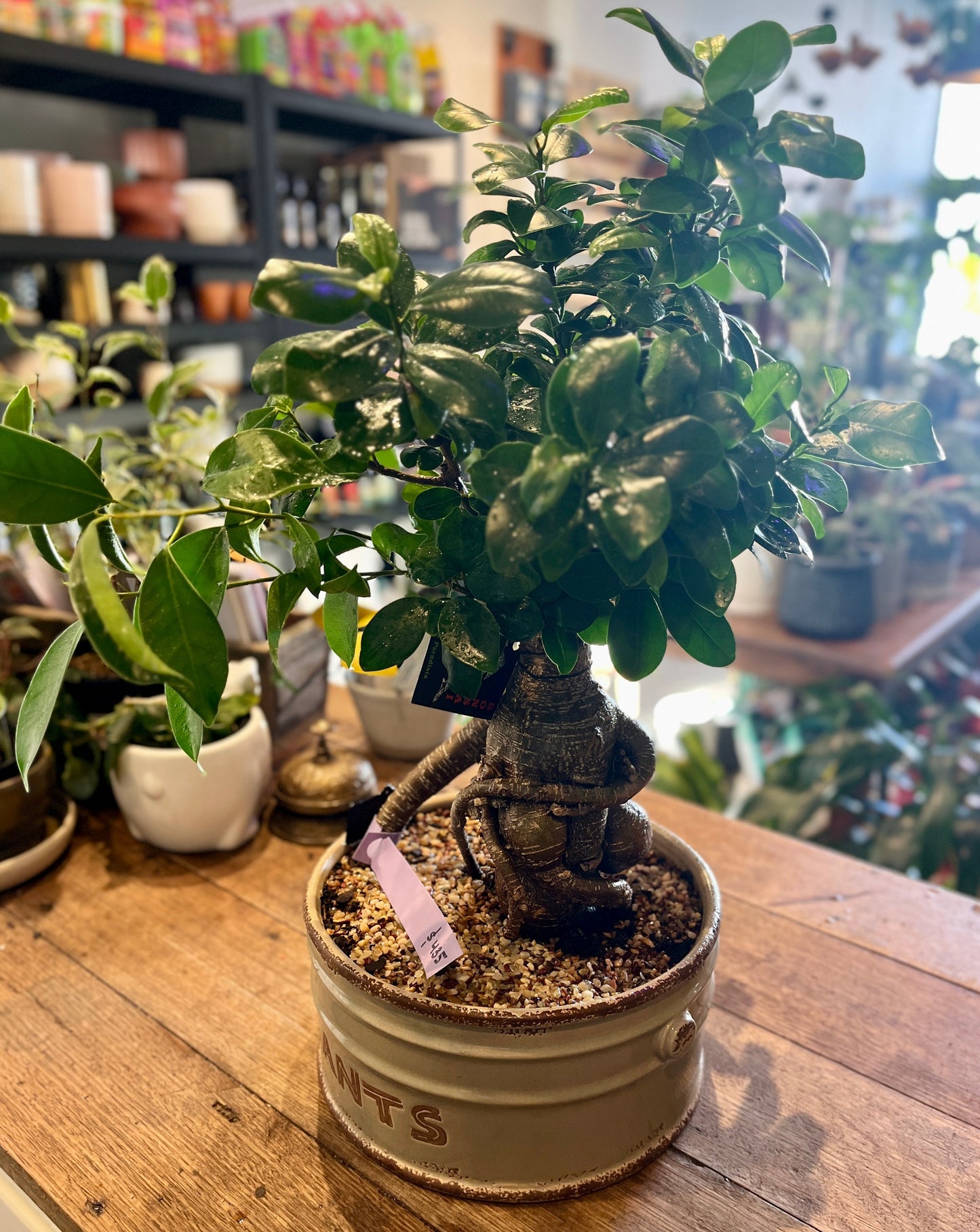 Buddha's Belly Fig Bonsai Ceramic ~ 21cm round pot