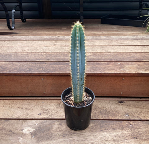 Blue Torch Cactus (Philocereus azureus)
