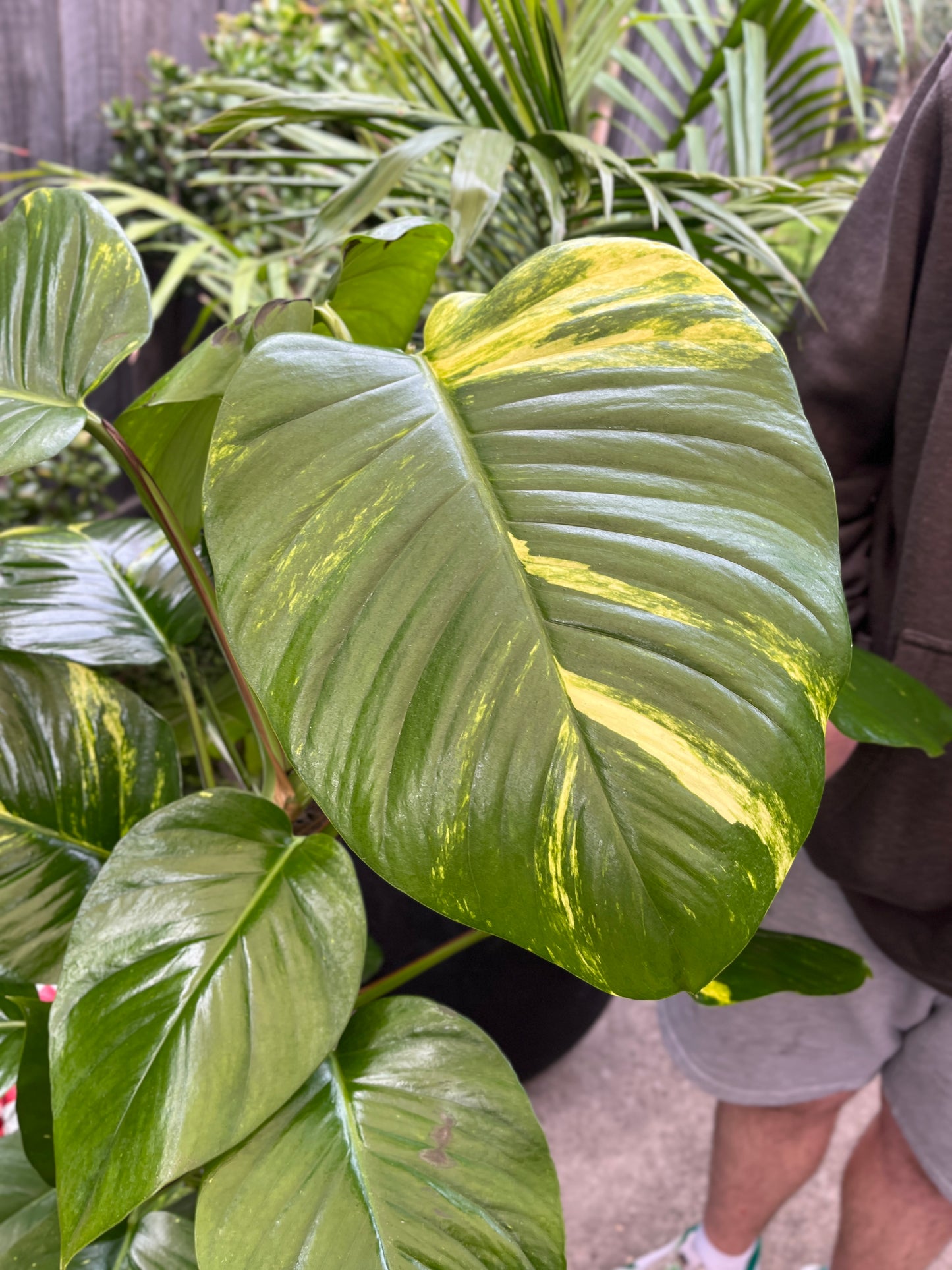 Epipremnum aureum (Devil's Ivy)