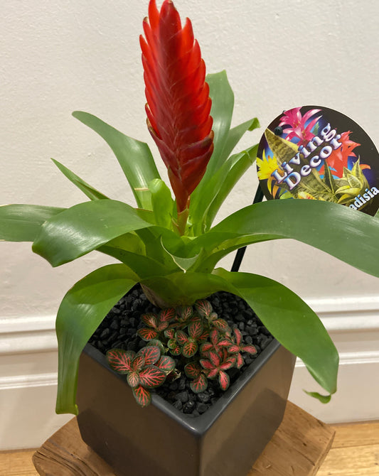 Plant + Pot Combo - Bromeliad + Fittonia