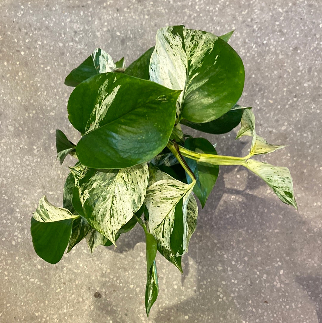 Epipremnum aureum (Devil's Ivy) - Marble Queen