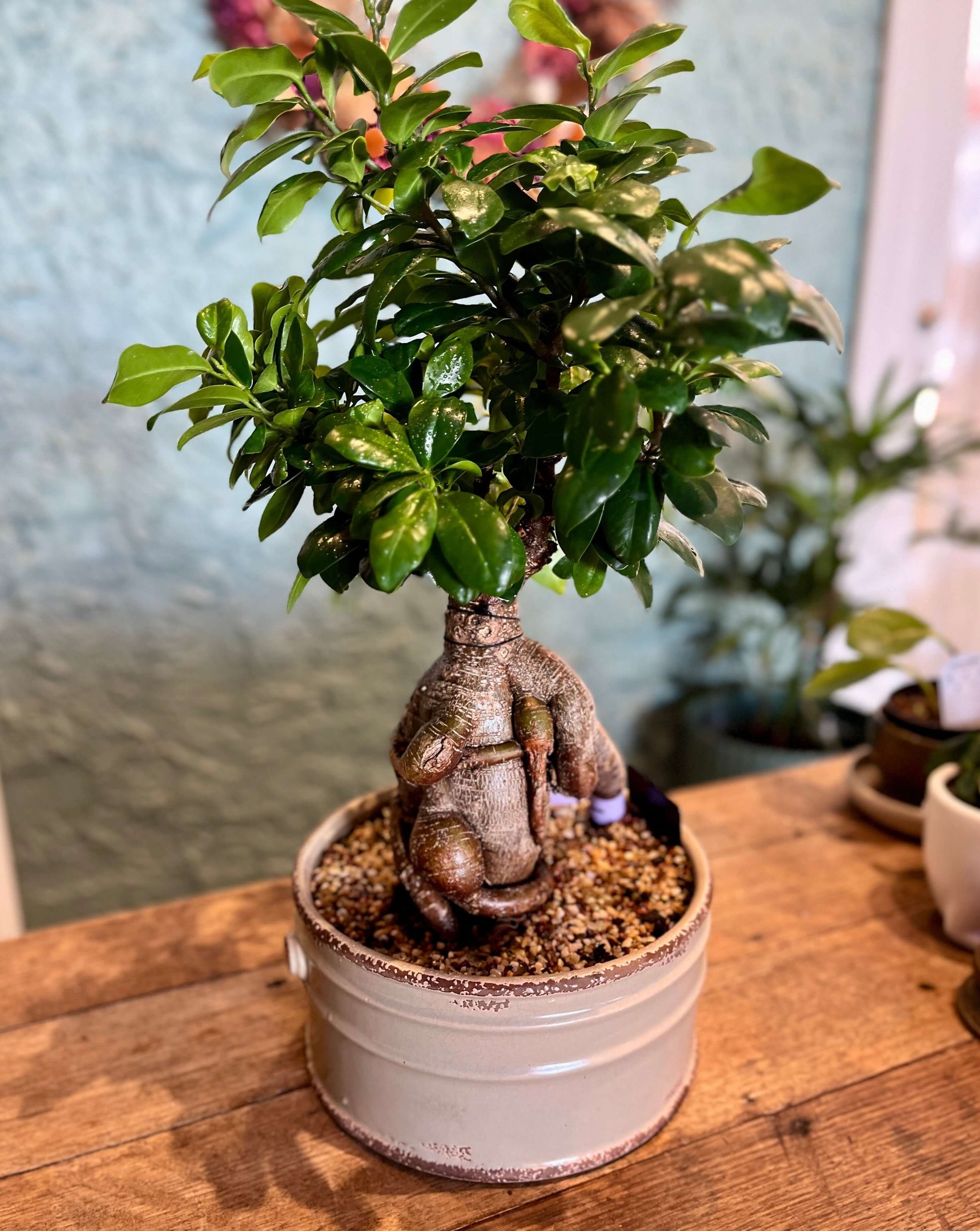buddha belly bonsai tree Buddha's Belly Fig Bonsai Ceramic ~ 21cm round pot – Plantonica