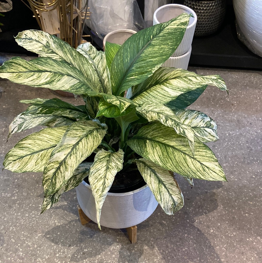 Spathiphyllum 'White Sensation' ~ Peace Lily