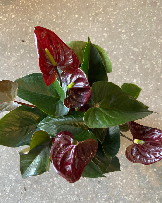 Anthurium 'Burgundy'