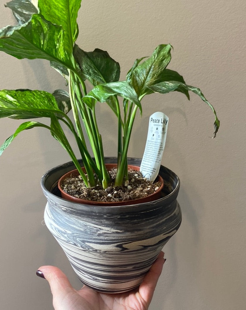 Black swirl planter