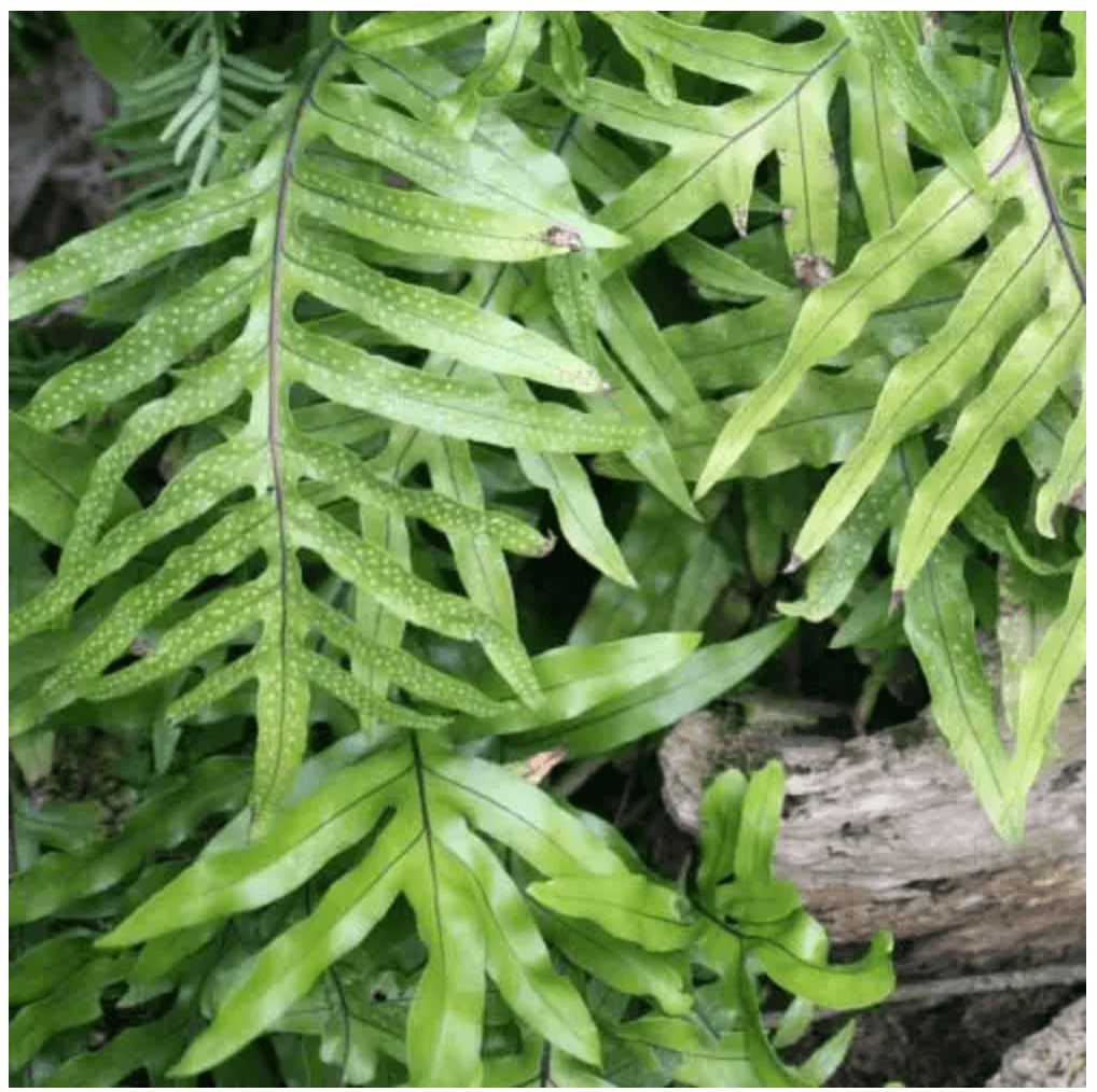 Kangaroo Fern (Microsorum diversifolium) – Plantonica