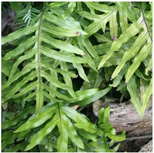 Kangaroo Fern (Microsorum diversifolium)