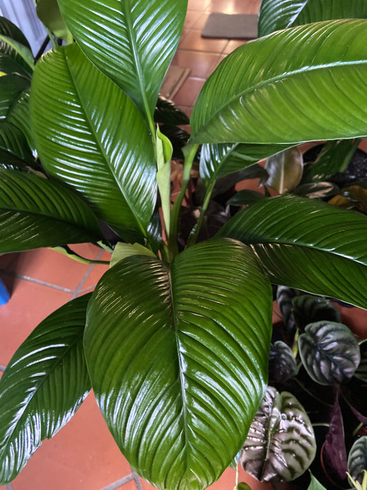 Spathiphyllum 'Sensation'