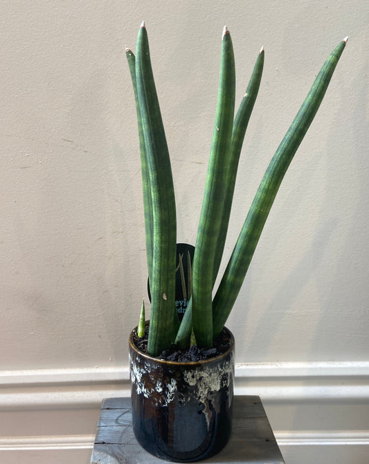 Sansevieria Cylindrica in ceramic pot