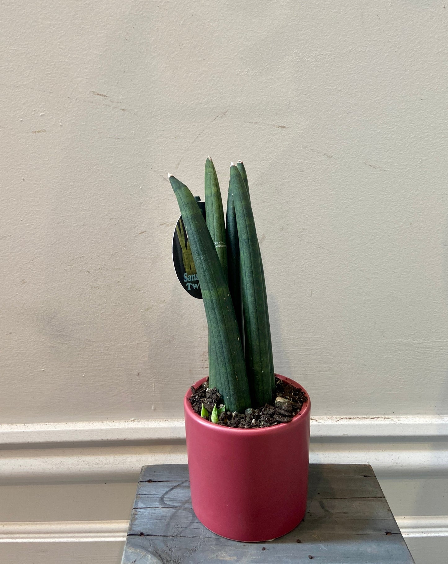 Sansevieria Cylindrica in ceramic pot