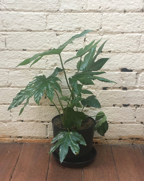 Fatsia japonica (Japanese paper plant)