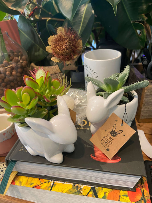 Animal Succulent Planter