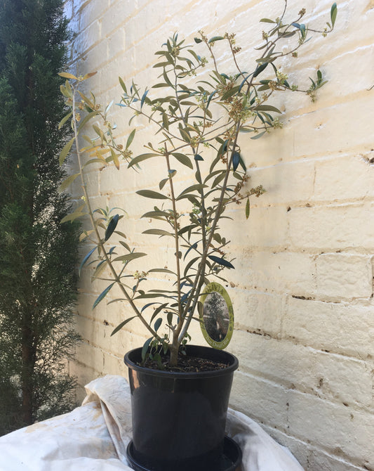 Dwarf Olive