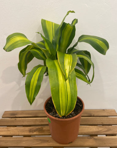 Dracaena massangeana (Happy Plant)