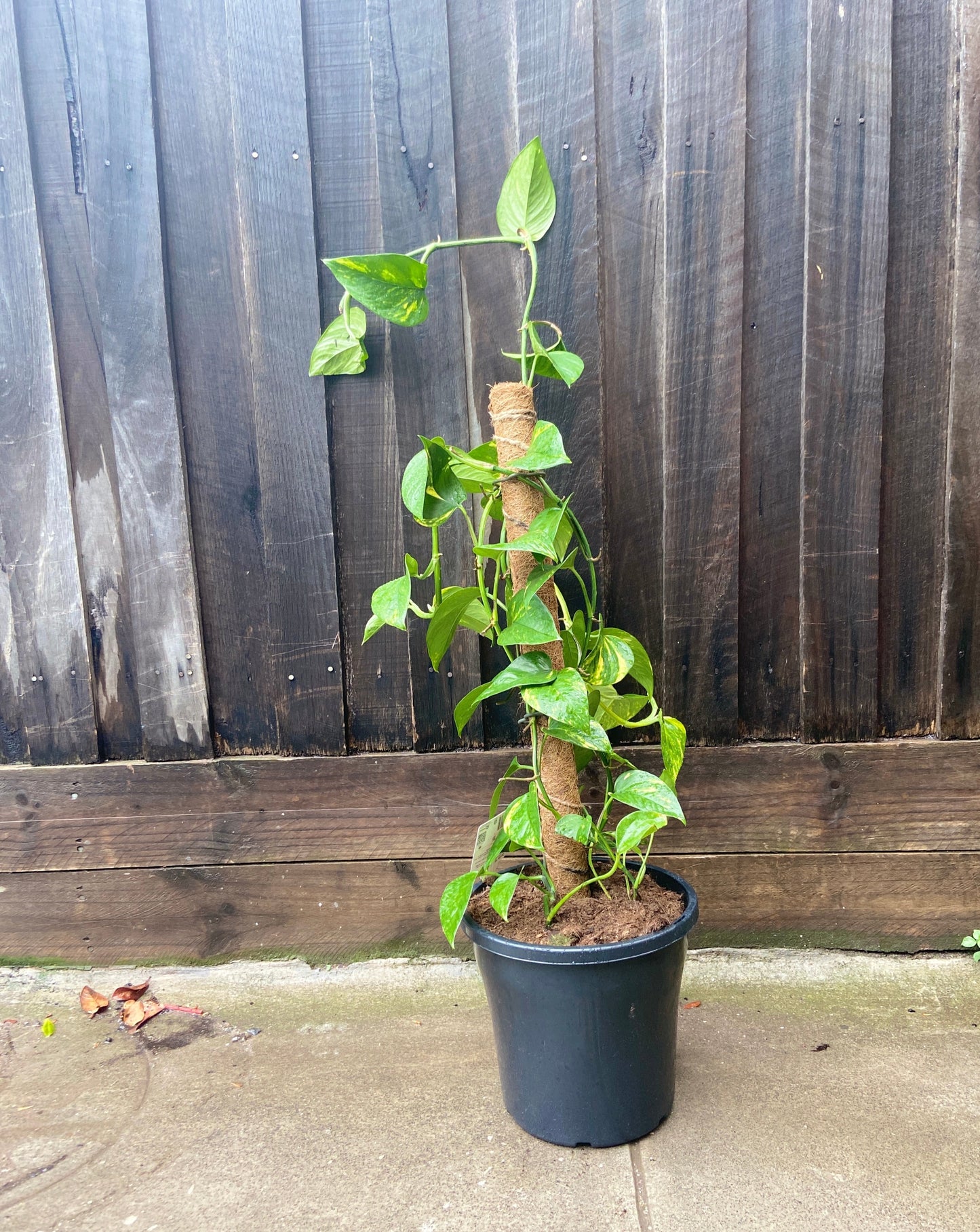 Epipremnum aureum (Devil's Ivy)