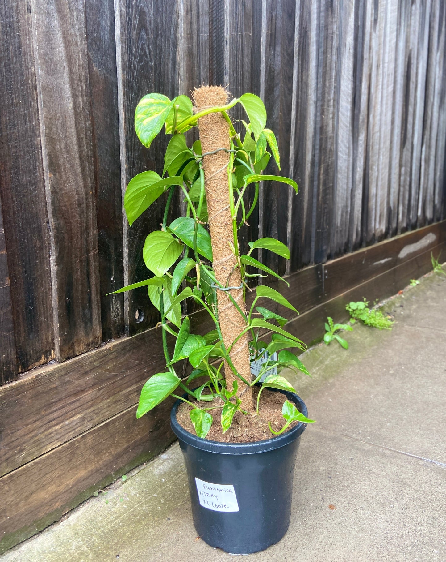 Epipremnum aureum (Devil's Ivy)