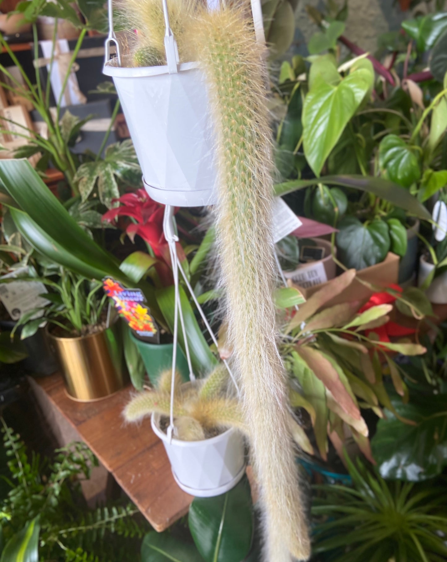 Monkey Tail Cactus