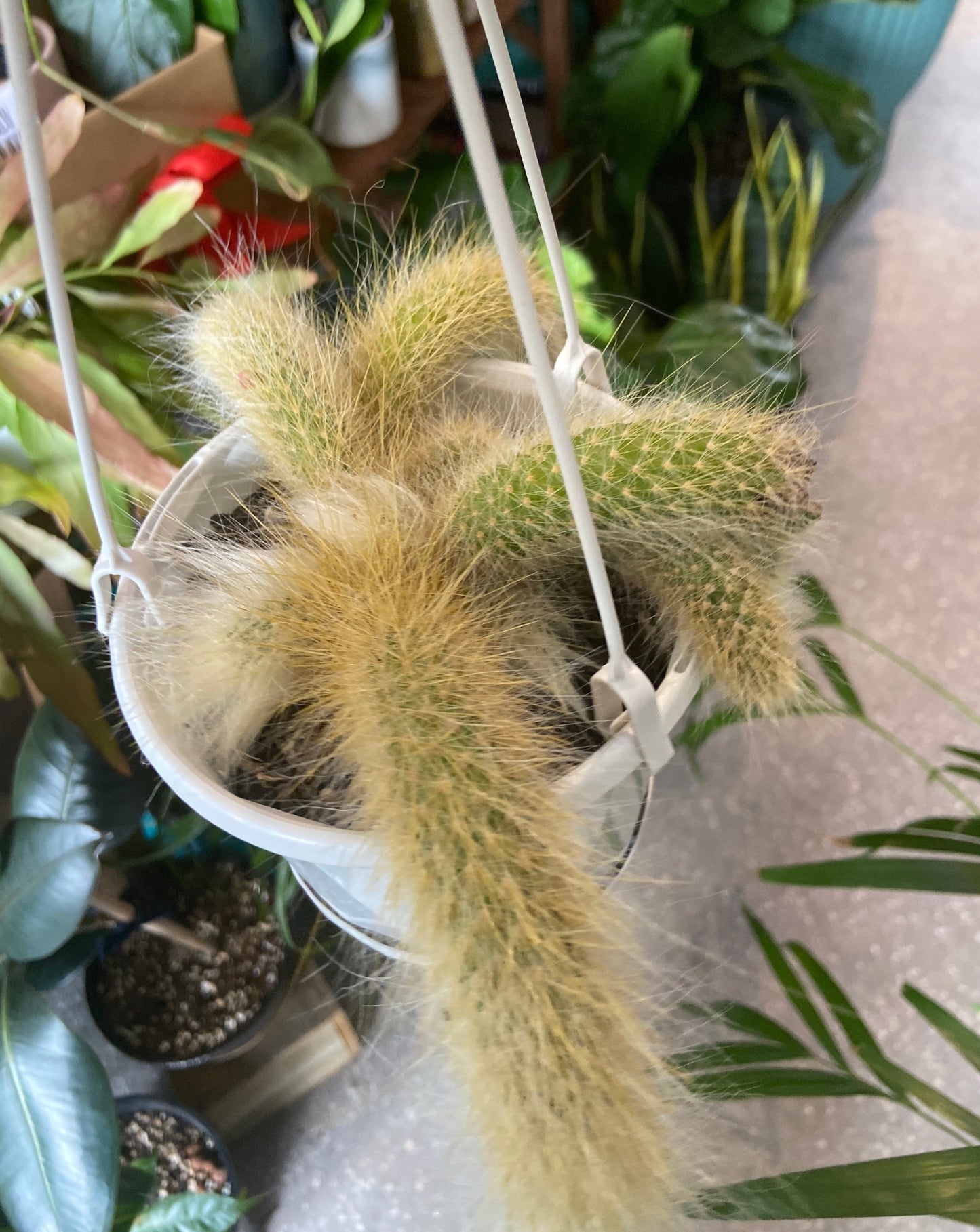 Monkey Tail Cactus