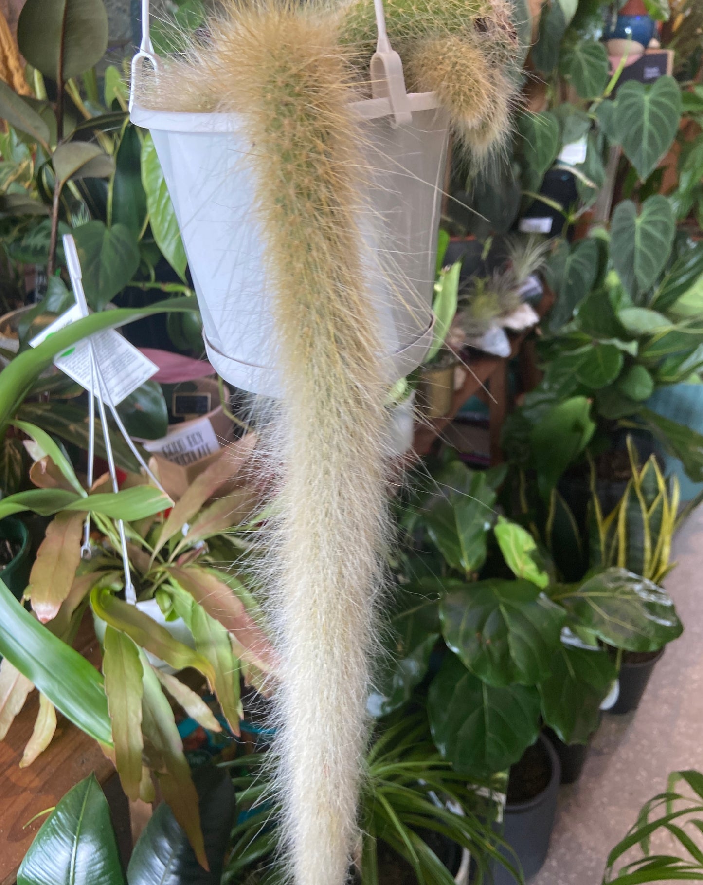 Monkey Tail Cactus