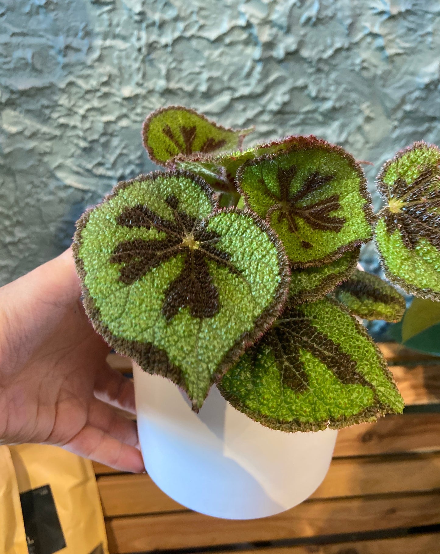 Plant + Pot Combo - Begonia masoniana 'Rock'