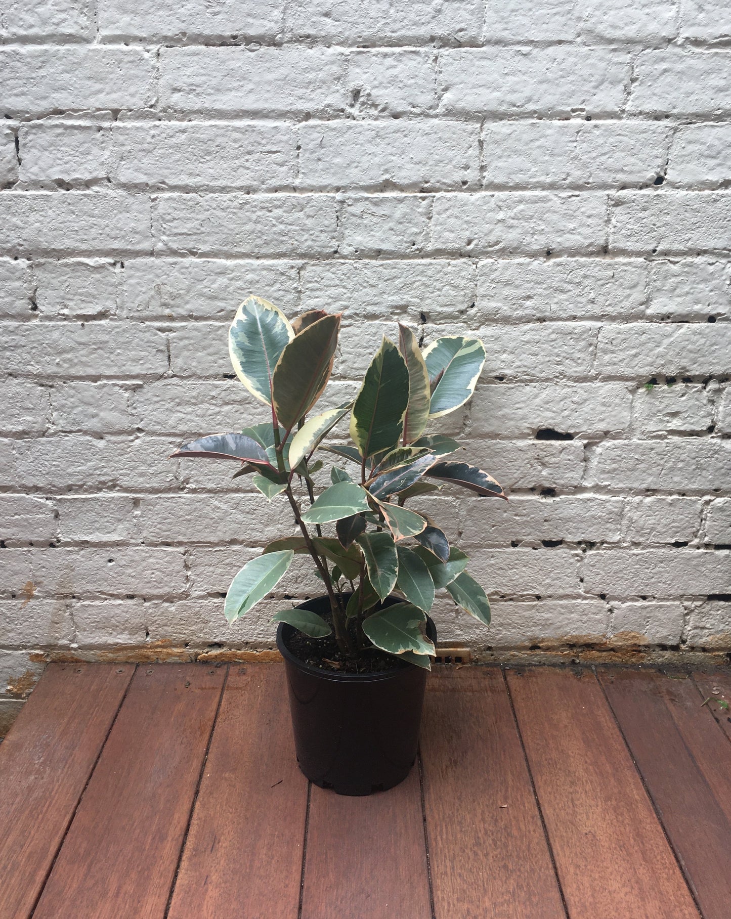 Ficus Elastica 'Tineke' (Rubber plant)
