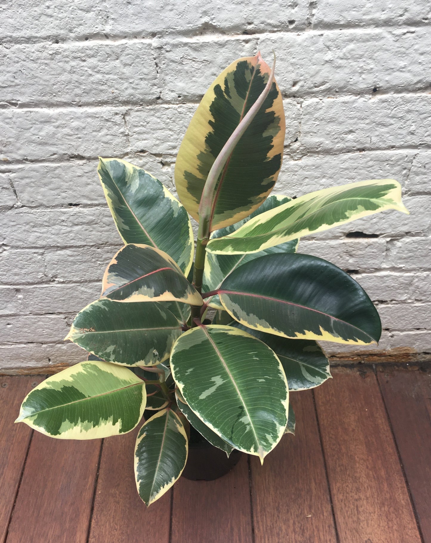 Ficus Elastica 'Tineke' (Rubber plant)