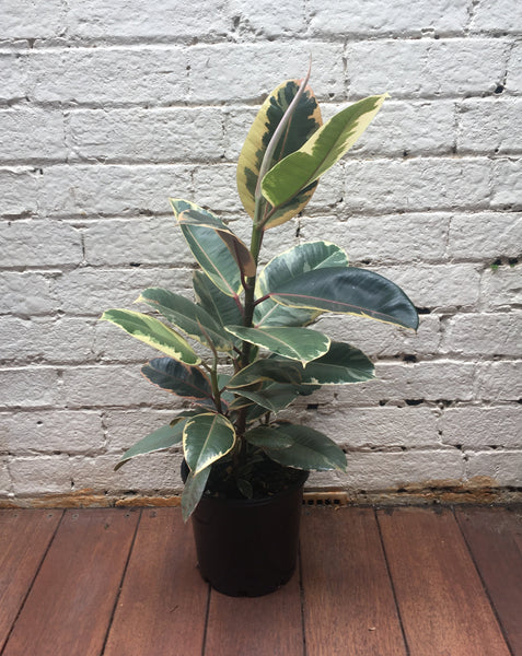 Ficus Elastica 'Tineke' (Rubber plant)