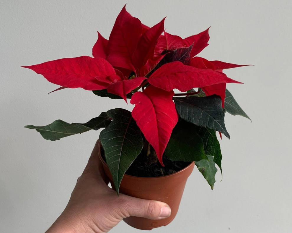 Poinsettia