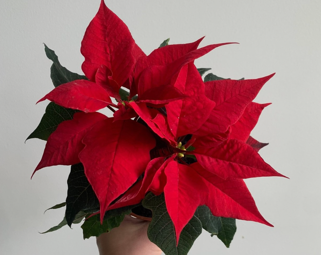 Poinsettia