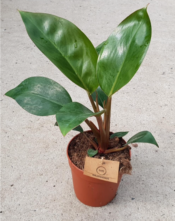 Philodendron Rojo Congo